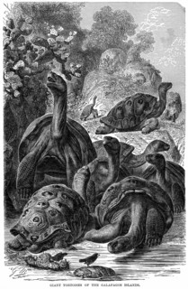 Tortues geantes des iles Galapagos etudiees par Darwin