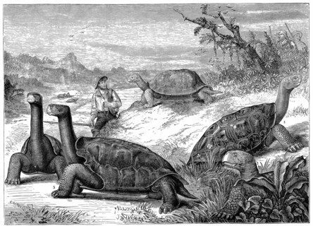 Tortues geantes des iles Galapagos