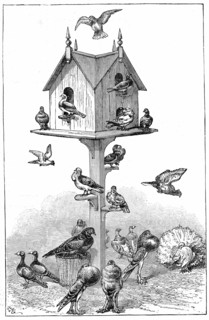 Les pigeons dont Darwin se servit a Down House, pres de Beckenham, lors de ses etudes sur l'origine des especes