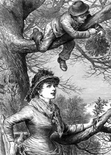Cutting the Mistletoe Bough for Christmas decoration