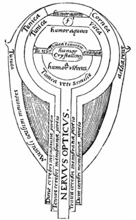 Anatomie de l'oeil