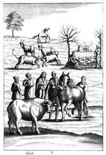 Sheep, cattle, horses and goats