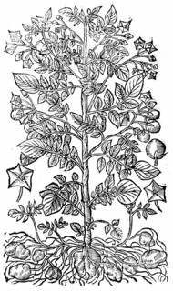 La Pomme de Terre (Solanum tuberosum) provenant d'Amérique, introduite en Europe au 16e siècle, culture alimentaire principale à la fin du 17e siècle
