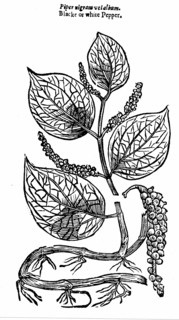 Poivre noir (Piper nigrum) provenant de la Côte de Malabar en Inde