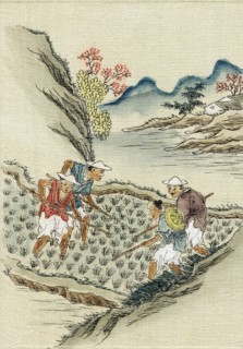 Workers cultivating rice in a paddy field