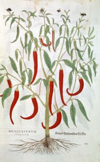 Piment de Cayenne