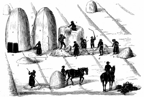 Crop Rotation