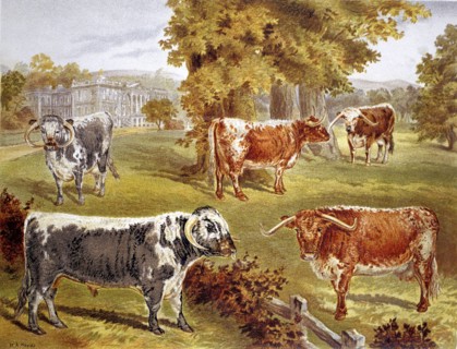 Boeufs de Longhorn