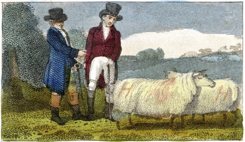 Mouton Dishley
