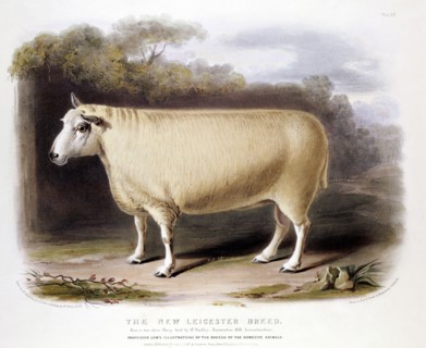 Bélier Dishley