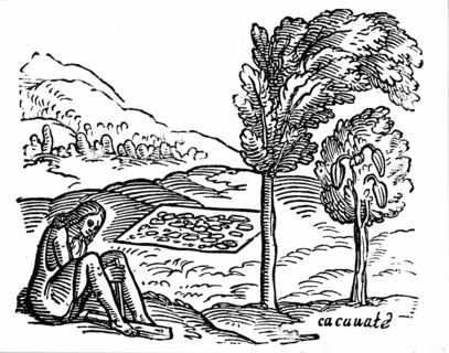 16th century woodcut showing cocoa bush