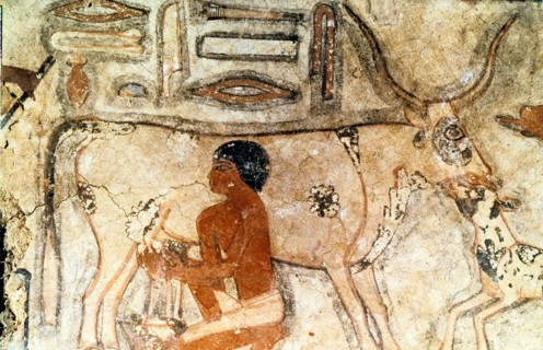 Milking a cow