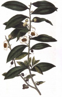 Tea: Camellia sinensis