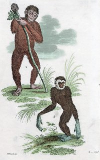 Orang Utang and Gibbon