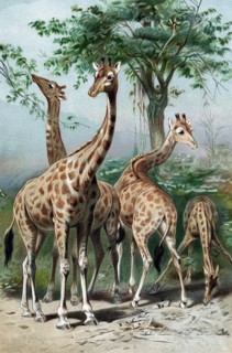Giraffe browsing