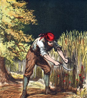 Reaper beginning to cut crop of wheat with a sickle
