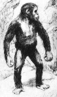 Taungs Ape-Man