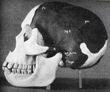 Model of skull of Piltdown man