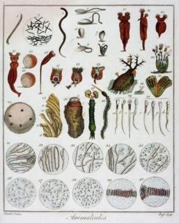 Animalcules