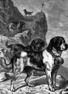 St Bernard mountain rescue dogs with flasks of brandy on their collars