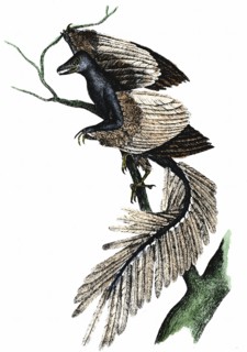 Archaeopteryx - The First Bird