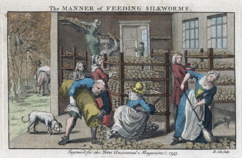 Silkworm farm