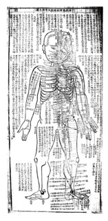 Acupuncture chart for front of the body