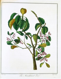 Manicheel tree