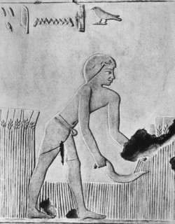 Man reaping barley with a sickle, probably of wood set with flint
