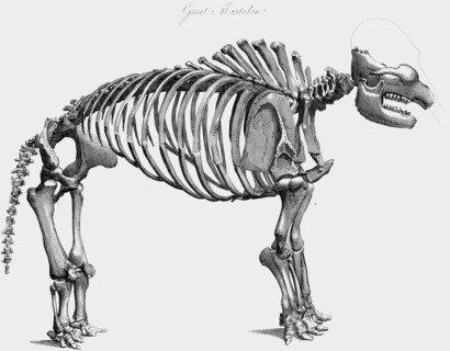 Skeleton of Giant Mastodon