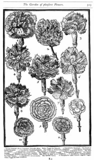Dianthus