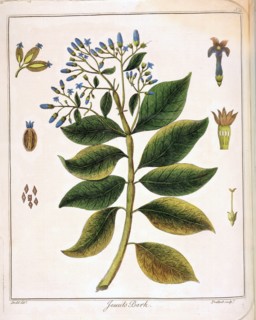 Cinchona