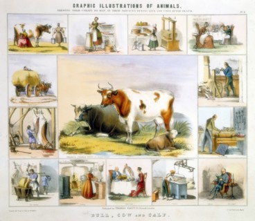 THE COW: milking, butter, cheese, milk, cutlery, leather, candles, meat, bookbinding. Hand-coloured