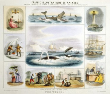 THE WHALE