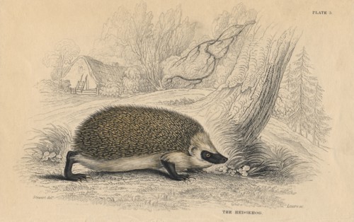 Hedgehog