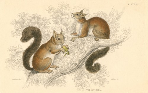Red Squirrel