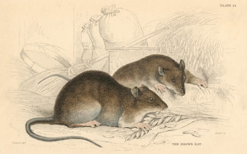 Brown Rat