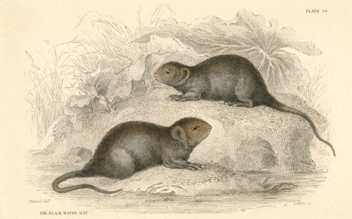 Water Vole