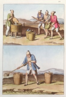 Chinese agriculture