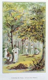 Collecting Cocoa