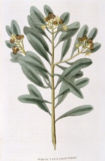 Sprig of White Cinnamon