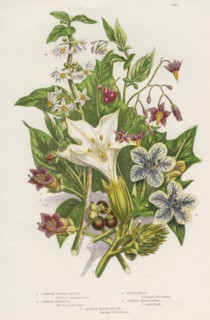 Poisonous plants