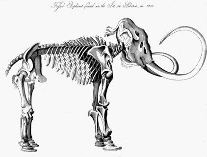 Woolly Mammoth