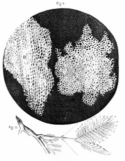 Hooke's observations of cellular structure of cork