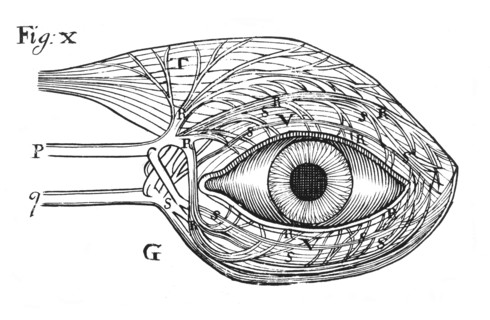 Descartes' idea of the 'hydraulic' action of the nerves