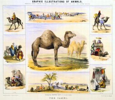 THE CAMEL