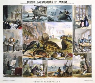 CRUSTACEA