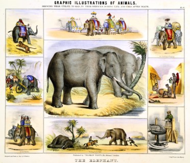 THE ELEPHANT