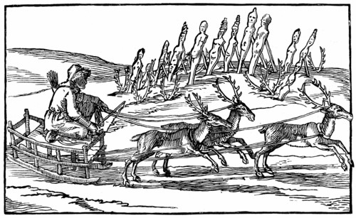Samoyed travelling on sleigh pulled by reindeer
