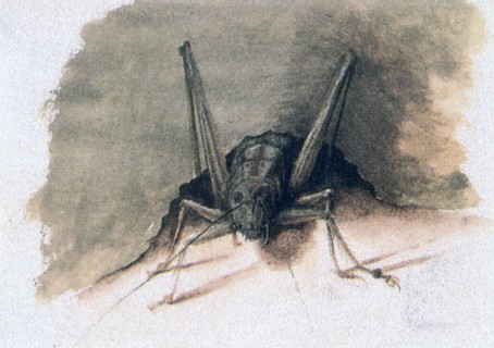 Green Grasshopper', 16th century